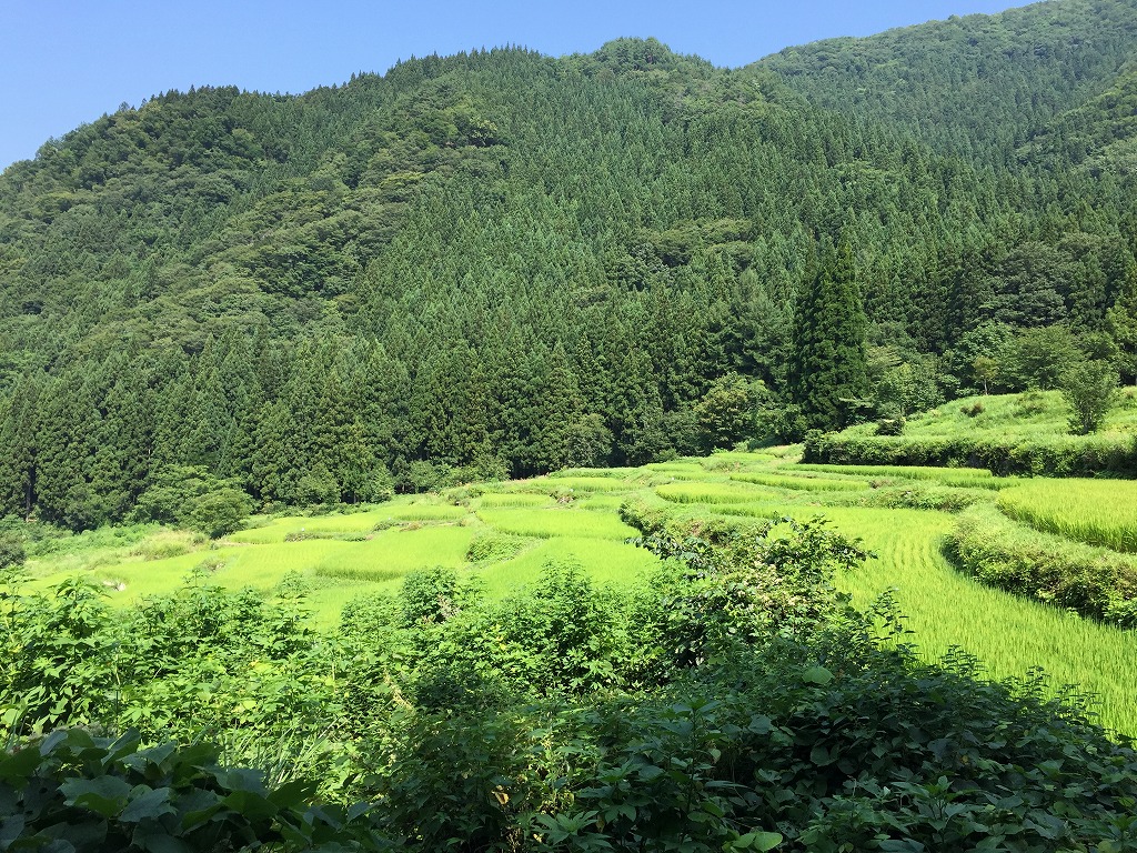 福島新田を横から見る